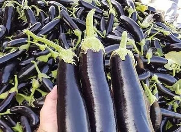 تصویر 5 از قیمت خرید بادمجان قلمی ورامین + فروش ویژه